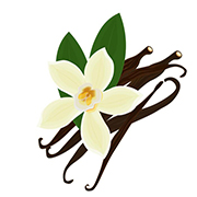 Vanilla Bean